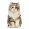 American Curl kitten for sale