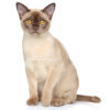 Burmese Cats for sale
