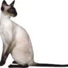 balinese cat for sale near me