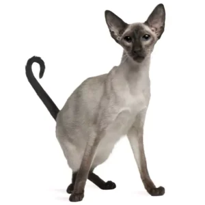 balinese cat for sale near me