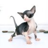 where to buy a hairless cat