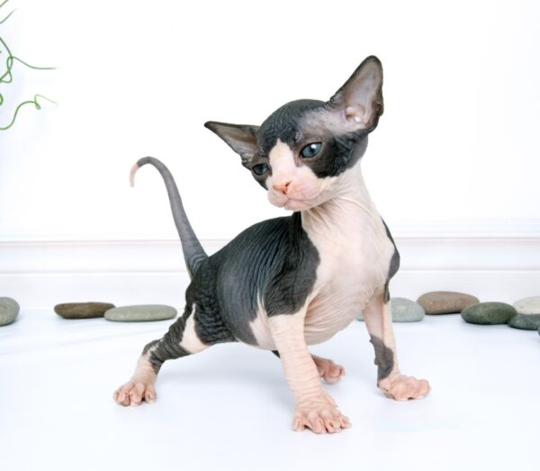 where to buy a hairless cat