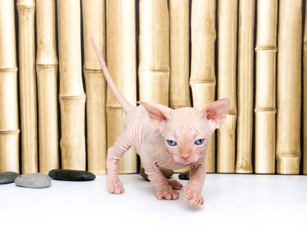 Hairless Sphynx Cats For Sale Online