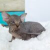 Hairless Sphynx Kitten Buy Online