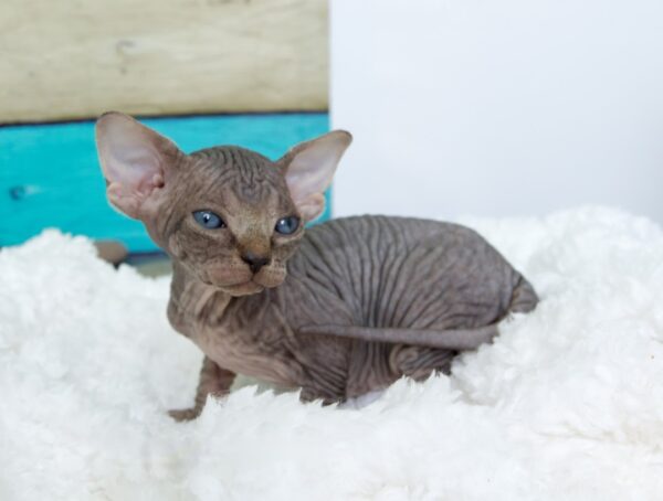 Hairless Sphynx Kitten Buy Online