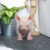 Bald Cats For Sale
