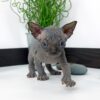 Sphynx Kittens For Adoption