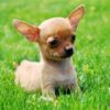 how can i buy teacup chihuahua,