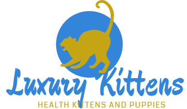 luxury kittens online